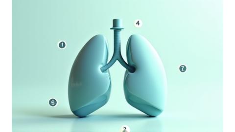 Illustration of lungs with incoming and outgoing arrows and numbers 4, 7, 8.